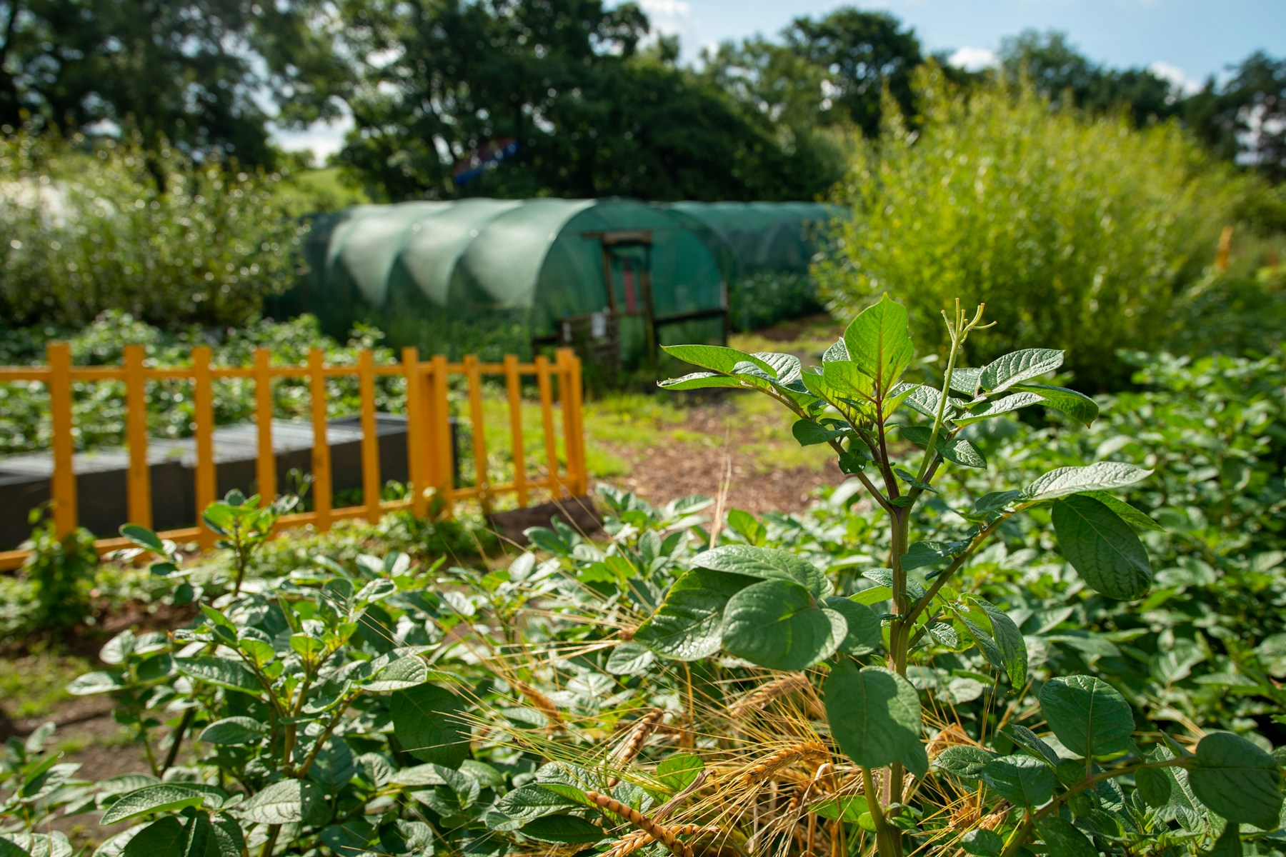 Sunny garden beds with green crops and greenhouse tunnels
